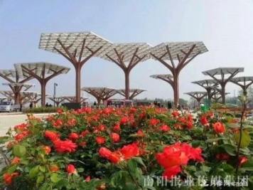 重磅！2020中國南陽(yáng)首屆世界月季博覽會(huì )舉辦時(shí)間確定！