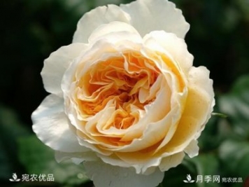 花靚期長(cháng)量大耐抗性好的月季品種推薦