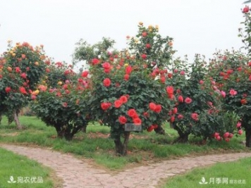古樁月季樹(shù)長(cháng)出月季的形態(tài)特征及其種類(lèi)