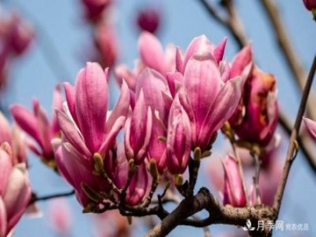 紫玉蘭育苗與栽培技術(shù)，簡(jiǎn)單又方便學(xué)習一下
