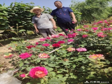 河南省尉氏縣張市鎮，月季花開(kāi)出了貧困戶(hù)的好日子