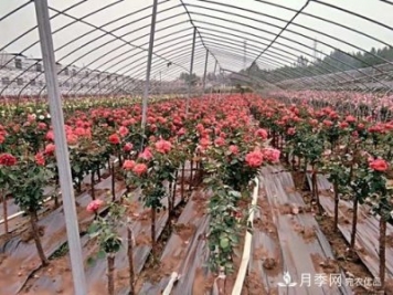 南陽(yáng)市內鄉縣與北京延慶區合作結樹(shù)狀月季碩果