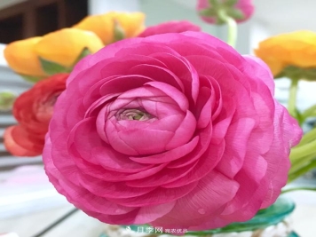 花毛茛色彩鮮艷，頗有牡丹花容顏