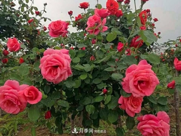 美麗的南陽(yáng)月季！樹(shù)狀嫁接改變了月季的命運