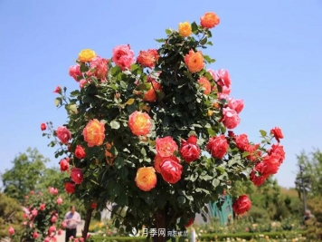 月季當選為煙臺市的市花