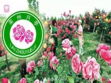 山東有三座城市以花聞名，除了菏澤牡丹平陰玫瑰，還有萊州月季之都
