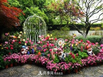 記錄2020第八屆杭州西湖月季花精品展掠影