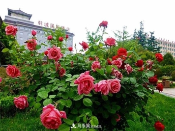 記錄陜西韓城第二屆月季文化產(chǎn)業(yè)發(fā)展大會(huì )