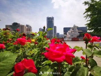 太原種植百萬(wàn)株月季花卉，打造玫瑰浪漫之都