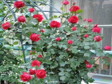 如何用紅龍月季培育原生月季樹(shù)？