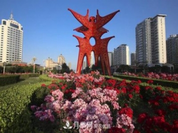 商丘市花月季爭相盛放，增艷商丘市容