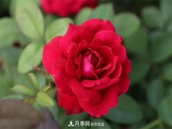 月季夫人蔣恩鈿，是她把月季花種到了人民大會(huì )堂