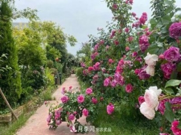 月季爆紅朋友圈！浙江這個(gè)80后男人擁有自己的夢(mèng)幻花園