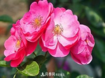 藤本月季有哪些好品種？我推薦這5個(gè)品種