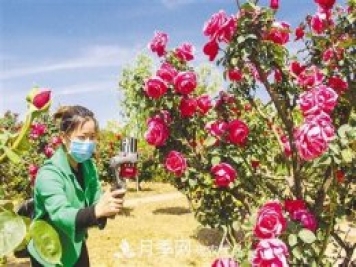 好一個(gè)美麗的中國月季之鄉--南陽(yáng)中國月季園掠影