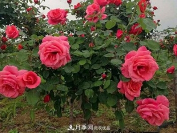 多種選擇，樹(shù)狀月季用什么樹(shù)做樹(shù)樁比較好？
