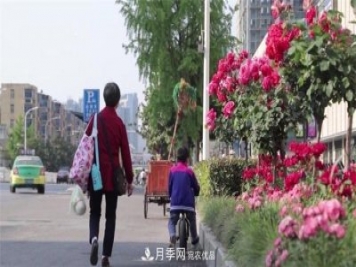 用臥龍月季花海裝扮 把襄陽(yáng)變得更美