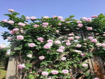 上海辰山植物園月季花海，五一迎來(lái)最佳觀(guān)賞期