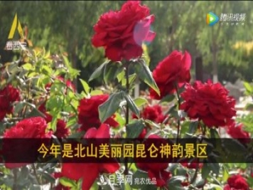 青海西寧第七屆月季展，北山美麗園20多萬(wàn)株月季盛開(kāi)！
