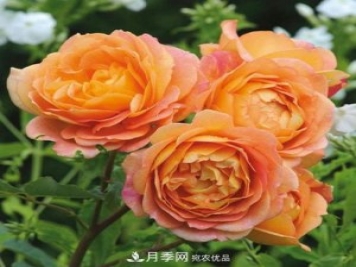 兩廣福建應該種什么月季品種？
