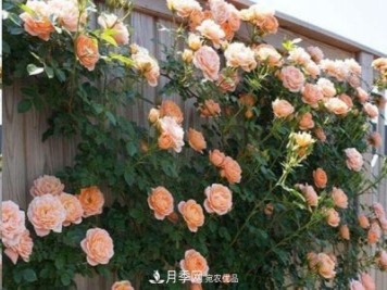 廣東種月季，首選這15個(gè)品種，一年花開(kāi)10個(gè)月！