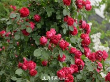 月季紅色龍沙寶石是什么特性？