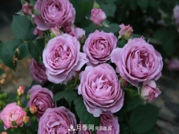 十大熱門(mén)的豐花月季品種推薦