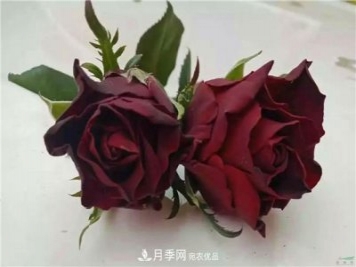 云南錦海舉辦月季新優(yōu)品種推介會(huì ) 56個(gè)切花月季新品種各展嬌姿