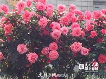 樹(shù)狀月季很養眼，云南昆明上萬(wàn)株高稈月季熱情綻放