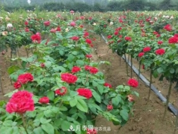 小型樹(shù)樁月季，小月季樹(shù)批發(fā)價(jià)格