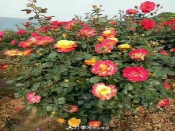 南陽(yáng)市臥龍區香樟苗木批發(fā)基地