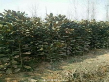 南陽(yáng)玉蘭基地，廣玉蘭苗木繁育技術(shù)