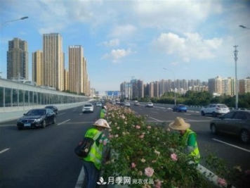 武漢園林工人高溫下修枝除草，守護城市月季景觀(guān)