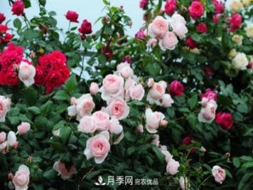 耐熱月季，廣東適合種什么月季？