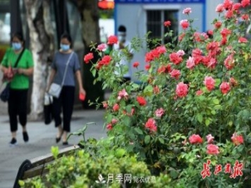 烈日下，武漢城區月季盛情開(kāi)放(圖集)