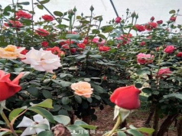 南陽(yáng)樹(shù)狀月季批發(fā)基地，規模大，品質(zhì)好，成活率高
