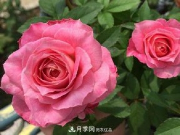最齊全的適合陽(yáng)臺養的月季品種系列，來(lái)看一看