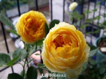 福建露臺養花全過(guò)程