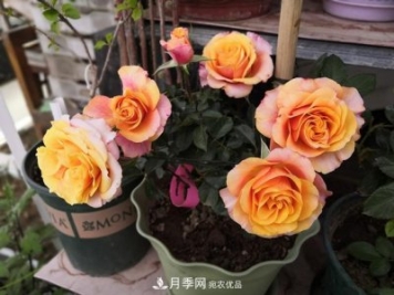 永遠的艾帕索，零差評的盆栽月季，很適合陽(yáng)臺族