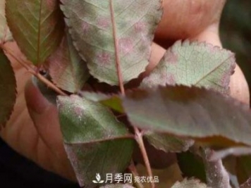 月季葉子上有一層白霜怎么辦？是白粉病嗎