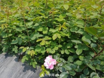 經(jīng)過(guò)遠距離運輸的月季裸根苗，如何定植上盆？