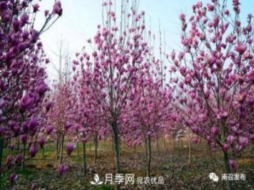 從賣(mài)藥材--賣(mài)花木---賣(mài)盆景 南召玉蘭花木成為現代農業(yè)一張絢麗“名片