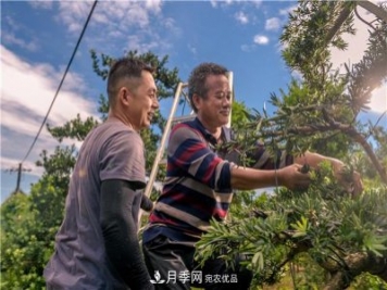 一樹(shù)一景，湖南長(cháng)沙花木造型師的“雙搶”季