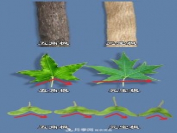 只用一張圖片，讓你馬上分清五角楓和元寶楓的區別
