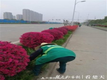 2019年武漢綠化成績(jì)單：建成303公里綠道，新栽月季100萬(wàn)株……