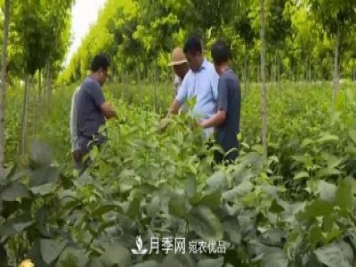 河南商丘男子種苗木，半年營(yíng)業(yè)額達3000萬(wàn)