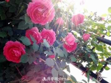 藤本月季大游行和粉色達芬奇優(yōu)缺點(diǎn)是什么？