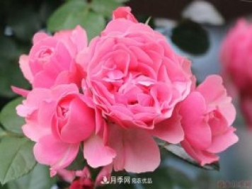 藤本月季粉色達芬奇的優(yōu)缺點(diǎn)是什么？