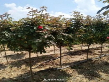 供應各種規格的樹(shù)狀月季，樹(shù)樁月季，小青桿月季