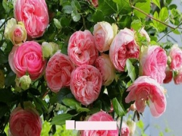 月季花愛(ài)長(cháng)個(gè)開(kāi)花多，養上2-3年就成“花墻”，值得擁有